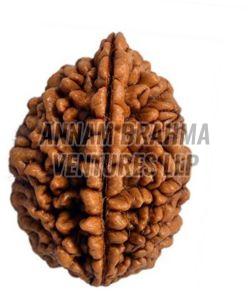 2 Mukhi Rudraksha