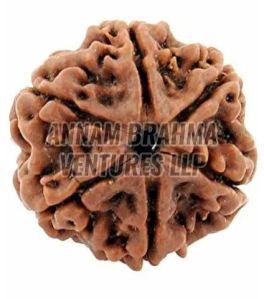 6 Mukhi Rudraksha