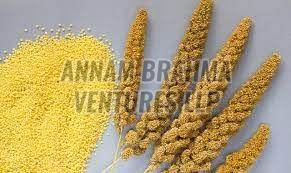 Browntop Millet Seeds