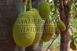 Fresh Jackfruit