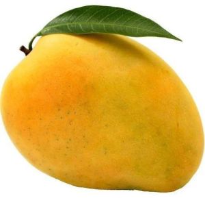 Fresh Alphonso Mango