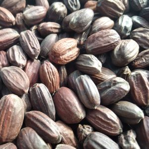 Jojoba Seeds