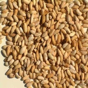 Neem Seeds