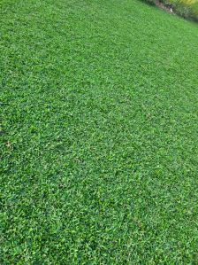Pearl Grass Mat
