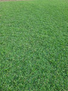 Pearl Grass Mat