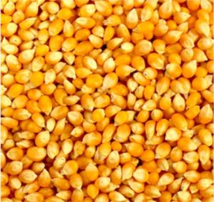 Dried Yellow Maize Seed