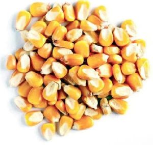 Yellow Maize Seeds