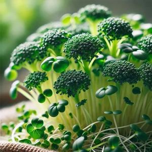 Microgreen Broccoli