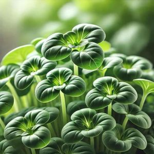 Sunflower Microgreen