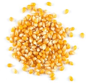 Yellow Dent Corn