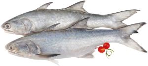 Fresh Indian Salmon Fish