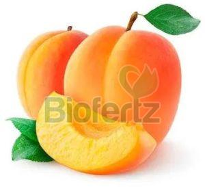 Fresh Apricot