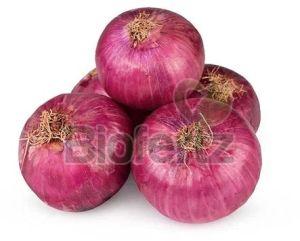 Fresh Pink Onion