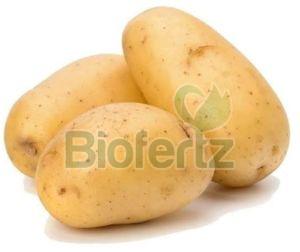 Fresh Potato