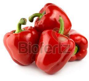 Fresh Red Capsicum