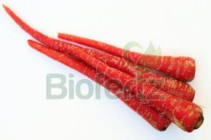 Fresh Red Carrot