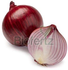 fresh red onion