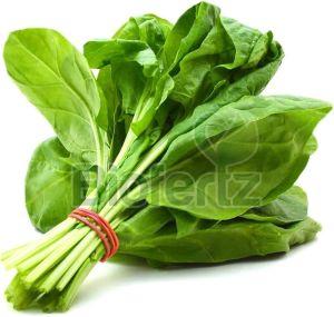 Fresh Spinach Leaves