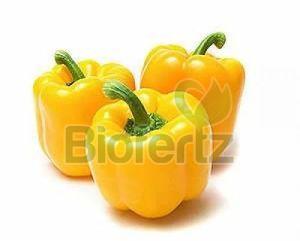 Fresh Yellow Capsicum