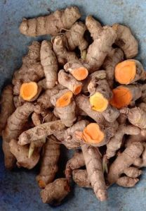 Fresh Raw Turmeric Finger