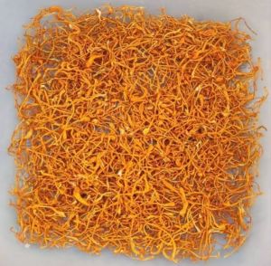 Cordyceps Militaris