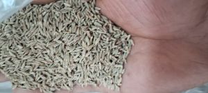 Singapore 99 Cumin Seed