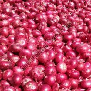 A Grade Red Onion