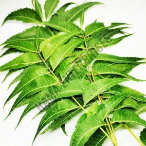 Neem Leaves