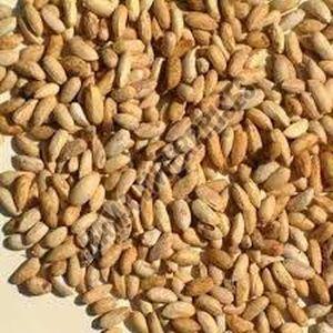 Neem Seeds