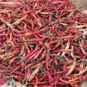 Fataki Teja Dried Red Chilli