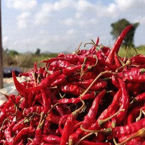 Teja S17 Dried Red Chilli