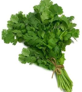 Green Fresh Coriander Leaves