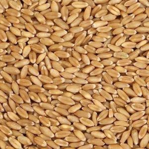 Malwa Natural Wheat Seeds