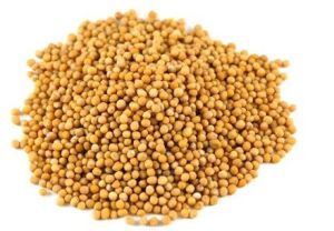 Yellow Mustard Seeds