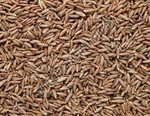 Cumin Seeds