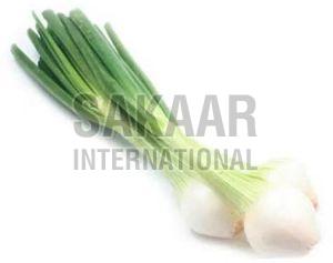 Fresh Green Onion