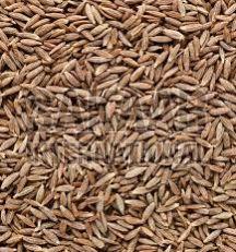 Raw Cumin Seeds