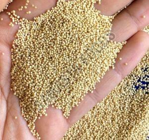 Organic Amaranth Seeds