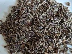 Organic Black Wheat Porridge