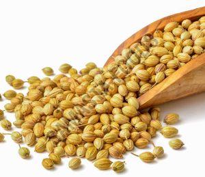 Organic Coriander Seeds