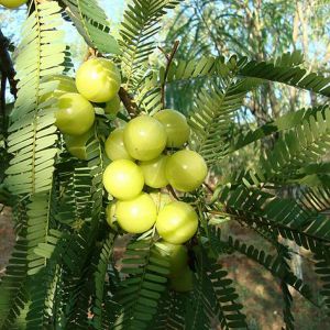 Amla Plants