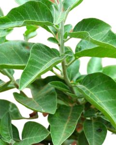 Ashwagandha Plants