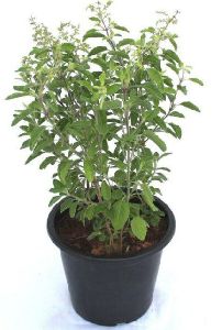 Tulsi Plants