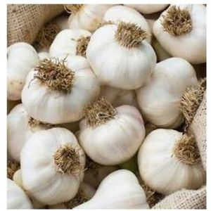 A Grade White Garlic