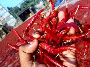 Dried Red Chili