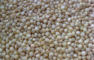 Sorghum Millet