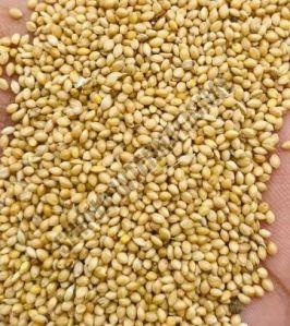 Foxtail Millet Seeds