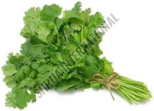 Fresh Coriander Leaves