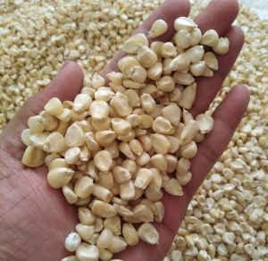 White Maize Seeds