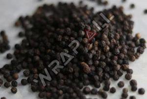 Organic Black Pepper Seeds